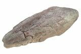 Carcharodontosaurid Dinosaur (Eocarcharia?) Foot Claw - Niger #262227-4